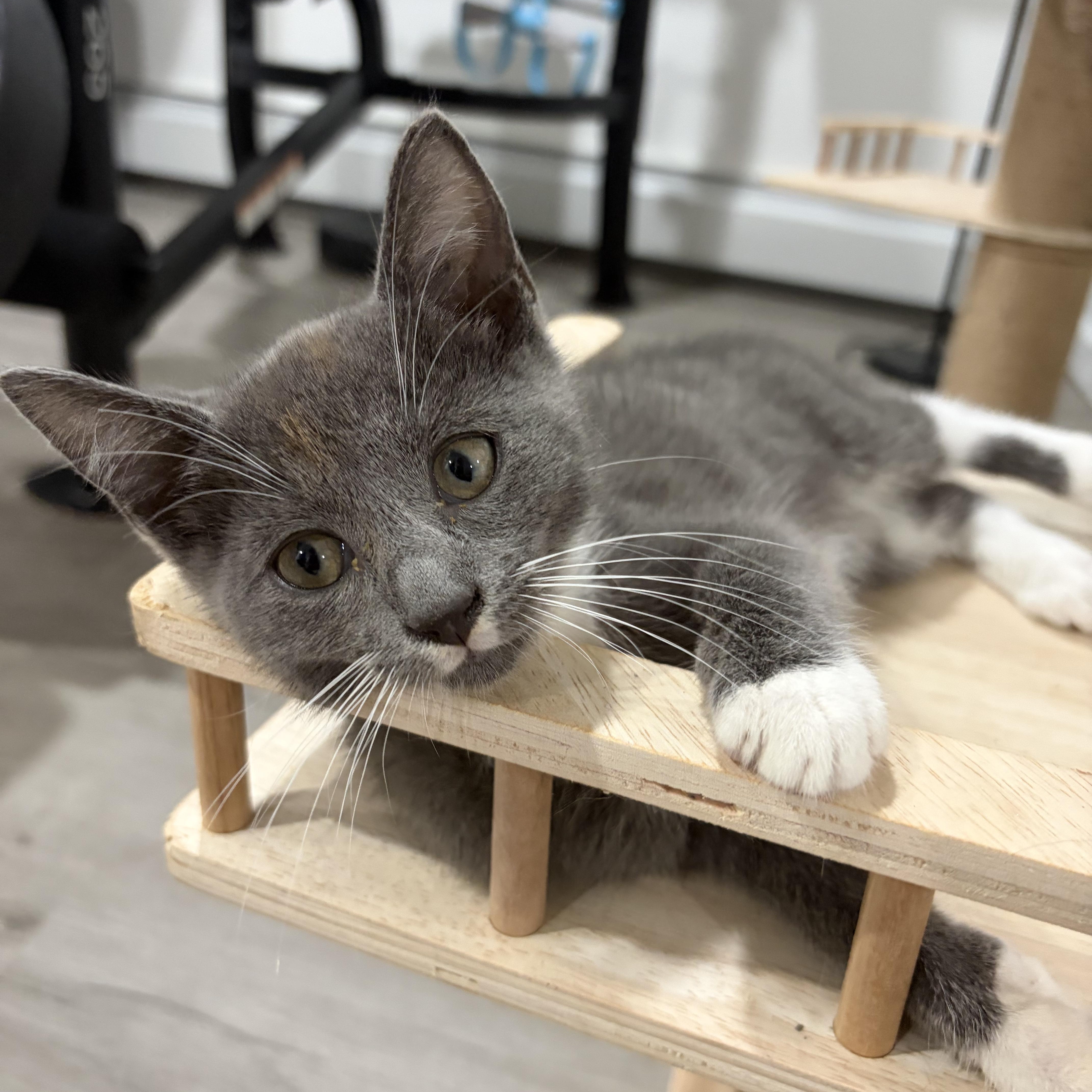 Dorian, Adoptable, Kitten Male Domestic Short Hair.