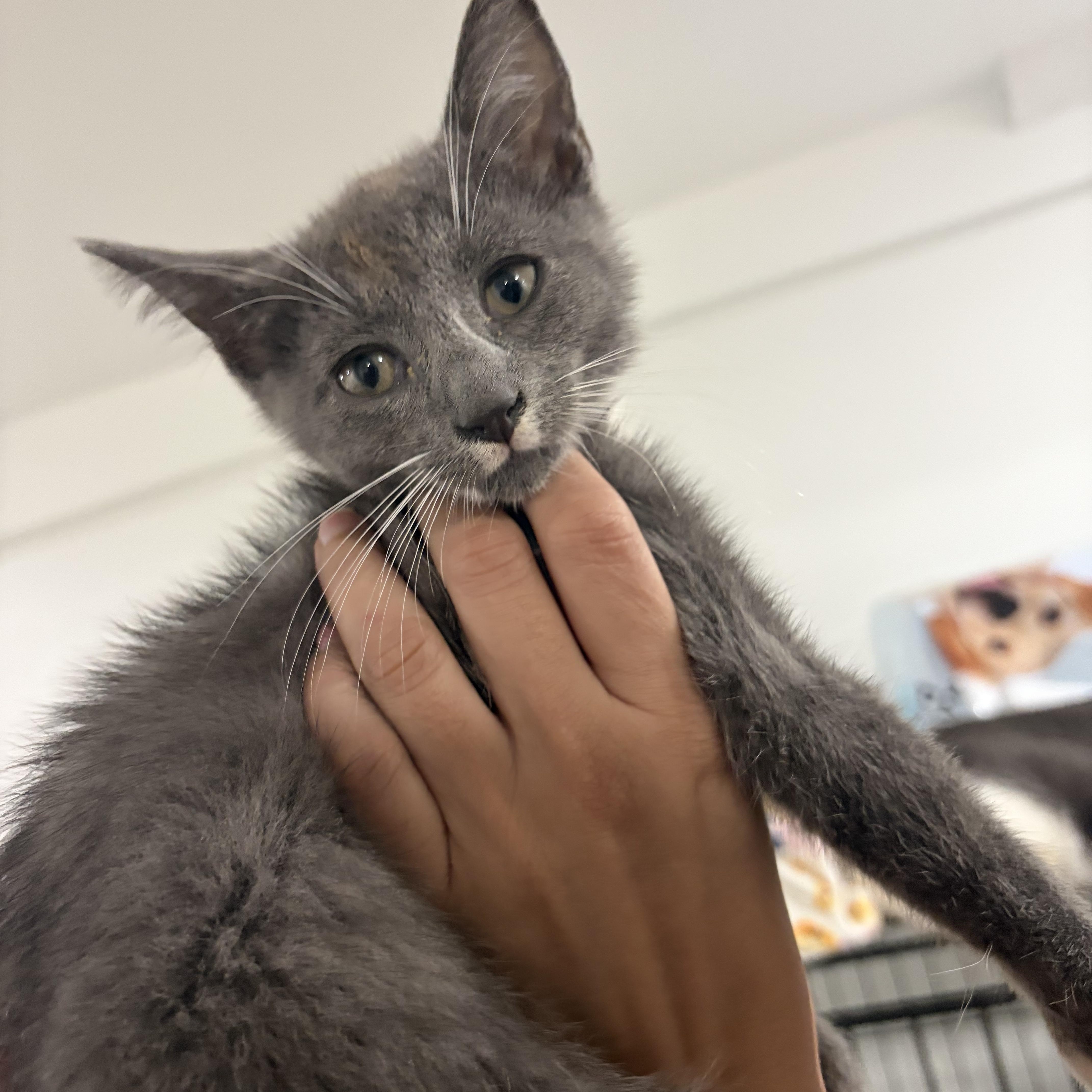 Enlarge Dorian, a Adoptable Domestic Short Hair in Stamford, CT image 4/5