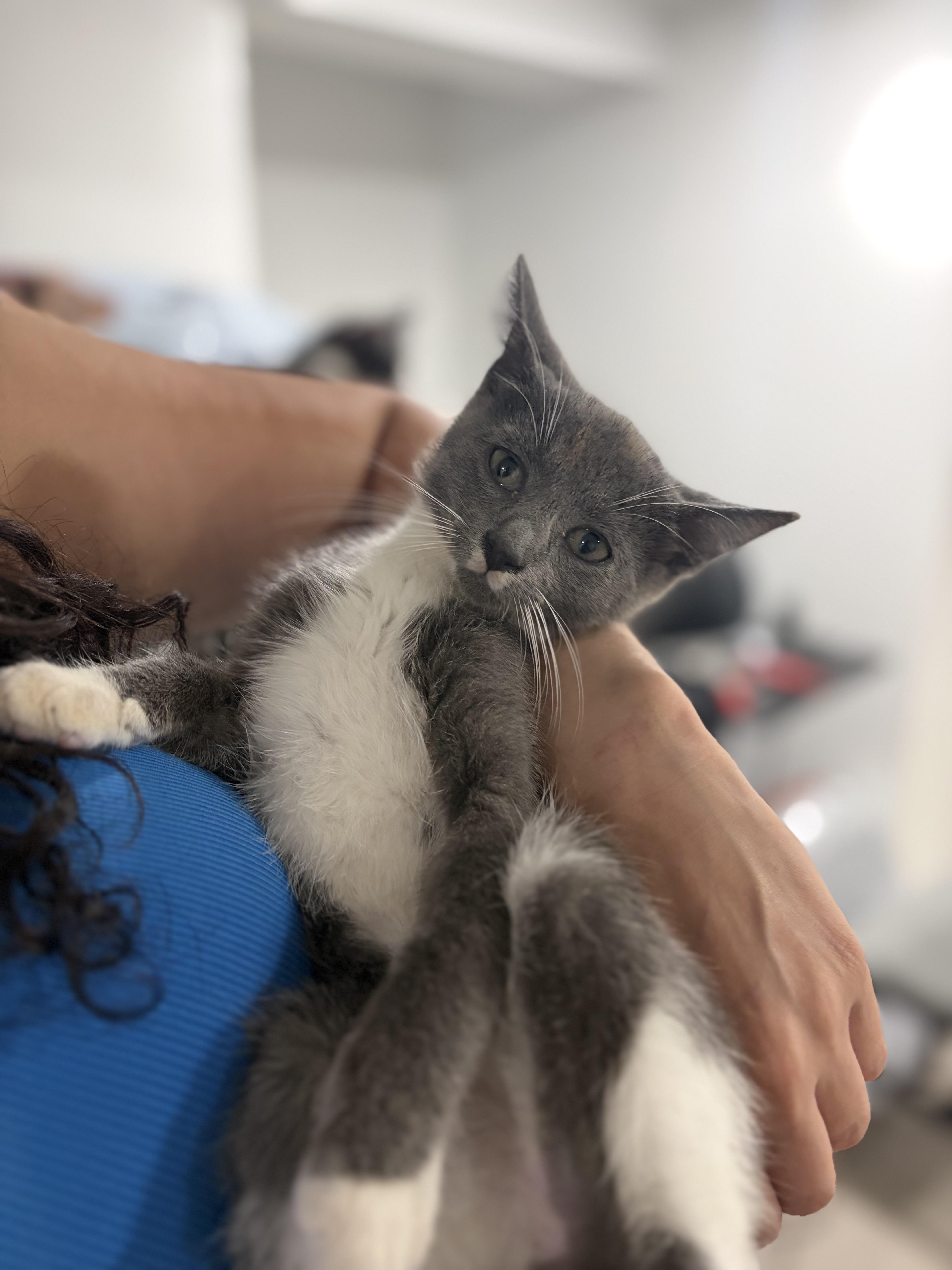 Enlarge Dorian, a Adoptable Domestic Short Hair in Stamford, CT image 3/5