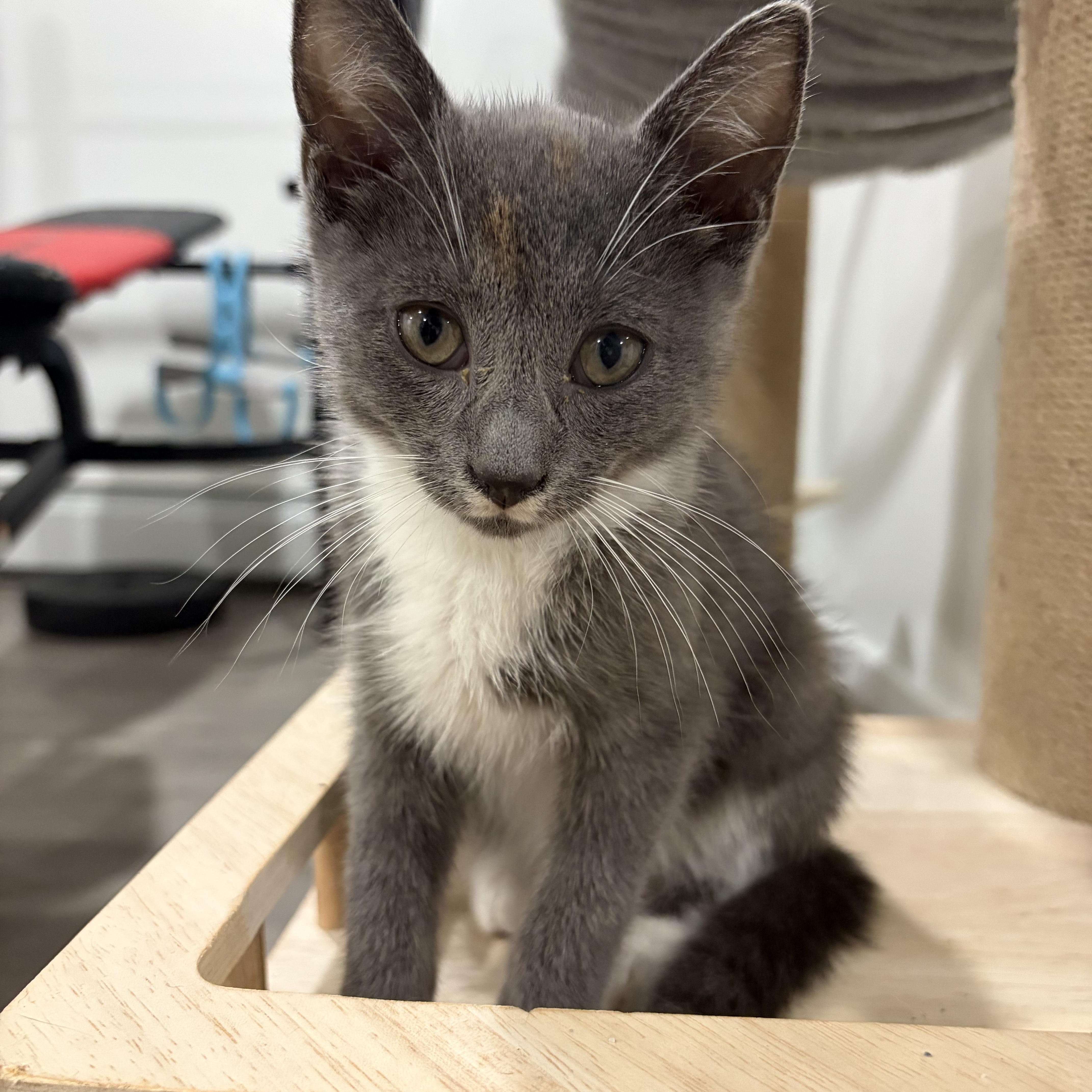 Enlarge Dorian, a Adoptable Domestic Short Hair in Stamford, CT image 5/5