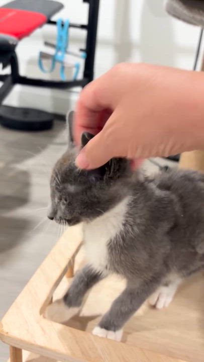 Enlarge Dorian, a Adoptable Domestic Short Hair in Stamford, CT video 2/5