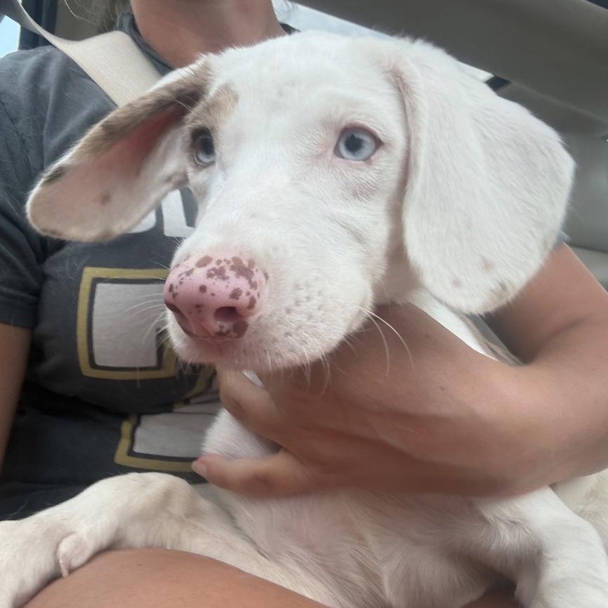 Pippy, Adoptable, Puppy Female Catahoula Leopard Dog.