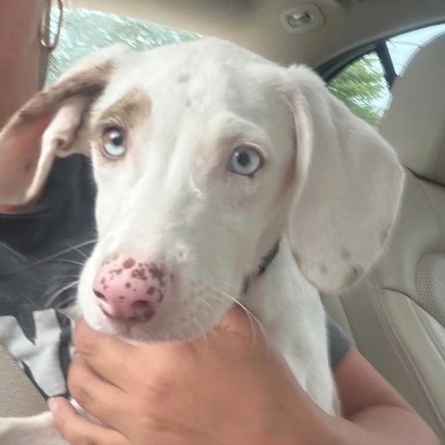 Enlarge Pippy, a Adoptable Catahoula Leopard Dog in Oceanside, NY image 2/2
