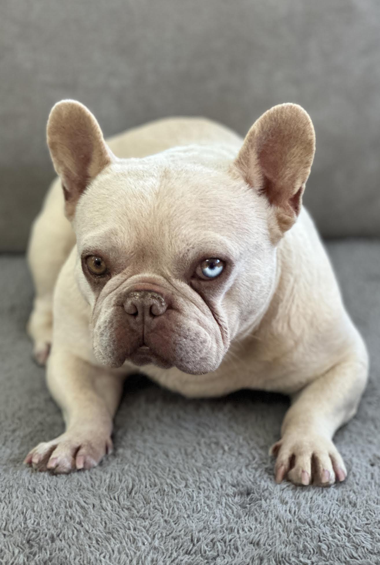 Bill, ADOPTABLE, Adult Male French Bulldog.