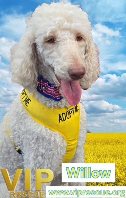 Willow / Mayakka City , a Adoptable Standard Poodle in Myakka City, FL image 1/5