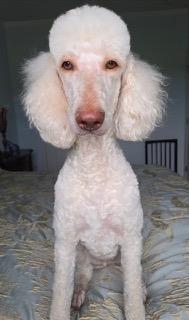 Willow / Mayakka City , a Adoptable Standard Poodle in Myakka City, FL image 4/5