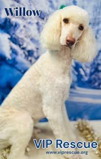 Willow / Mayakka City , a Adoptable Standard Poodle in Myakka City, FL image 5/5