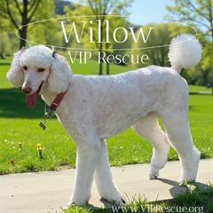 Willow / Mayakka City , a Adoptable Standard Poodle in Myakka City, FL image 3/5