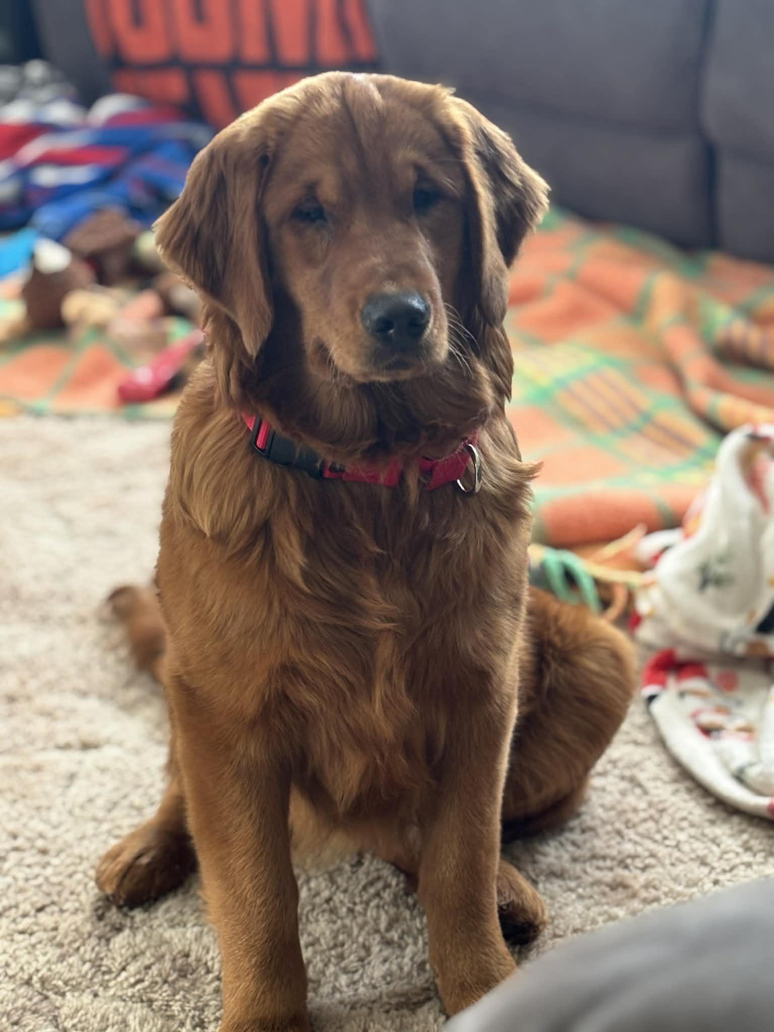 Enlarge Harper, an adopted Golden Retriever in Stafford, NY image 3/6