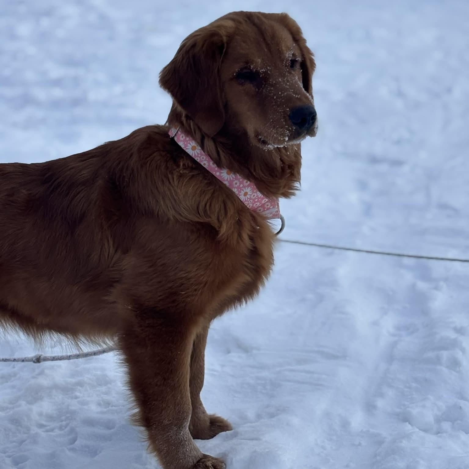 Enlarge Harper, an adopted Golden Retriever in Stafford, NY image 6/6