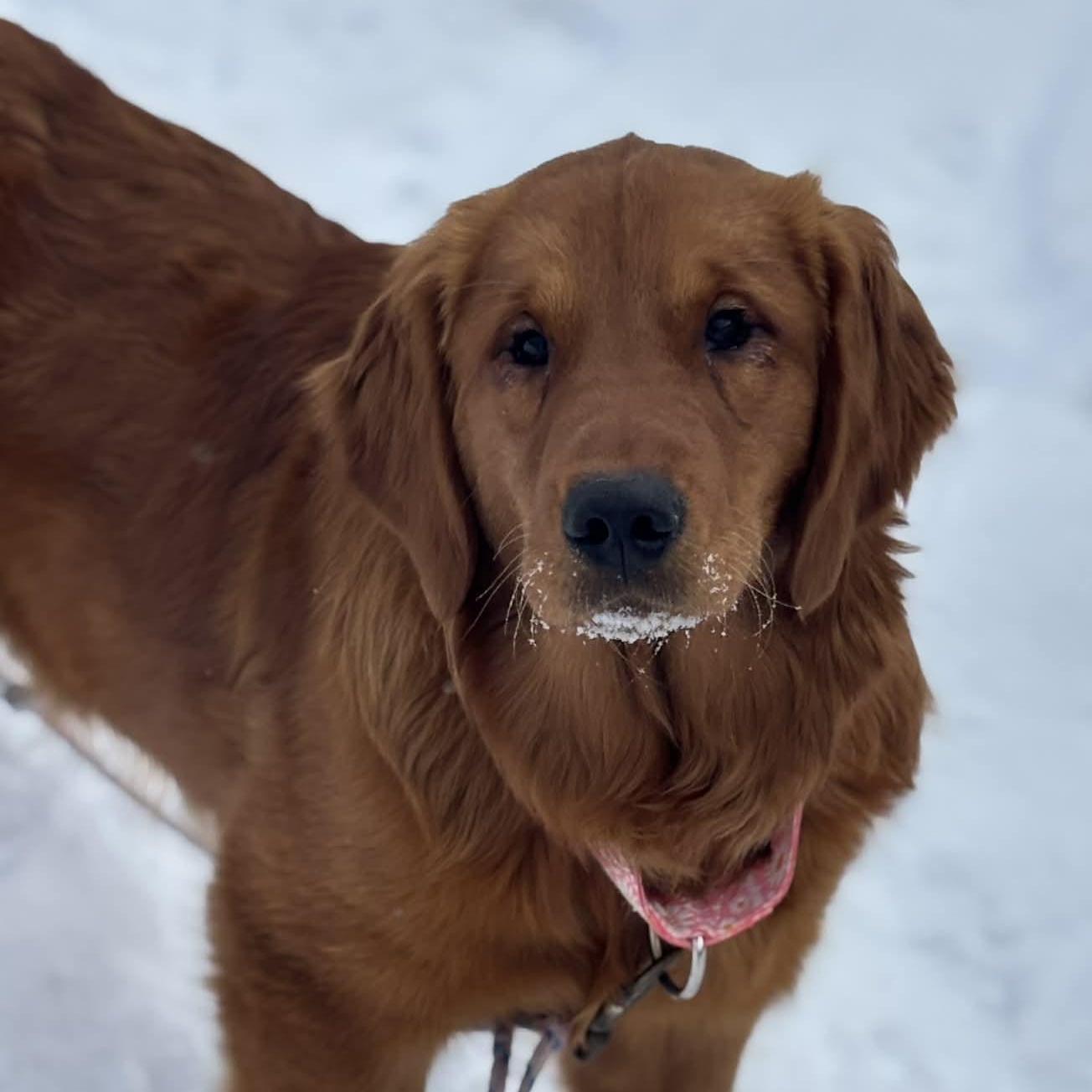 Harper, adopted, Young Female Golden Retriever.