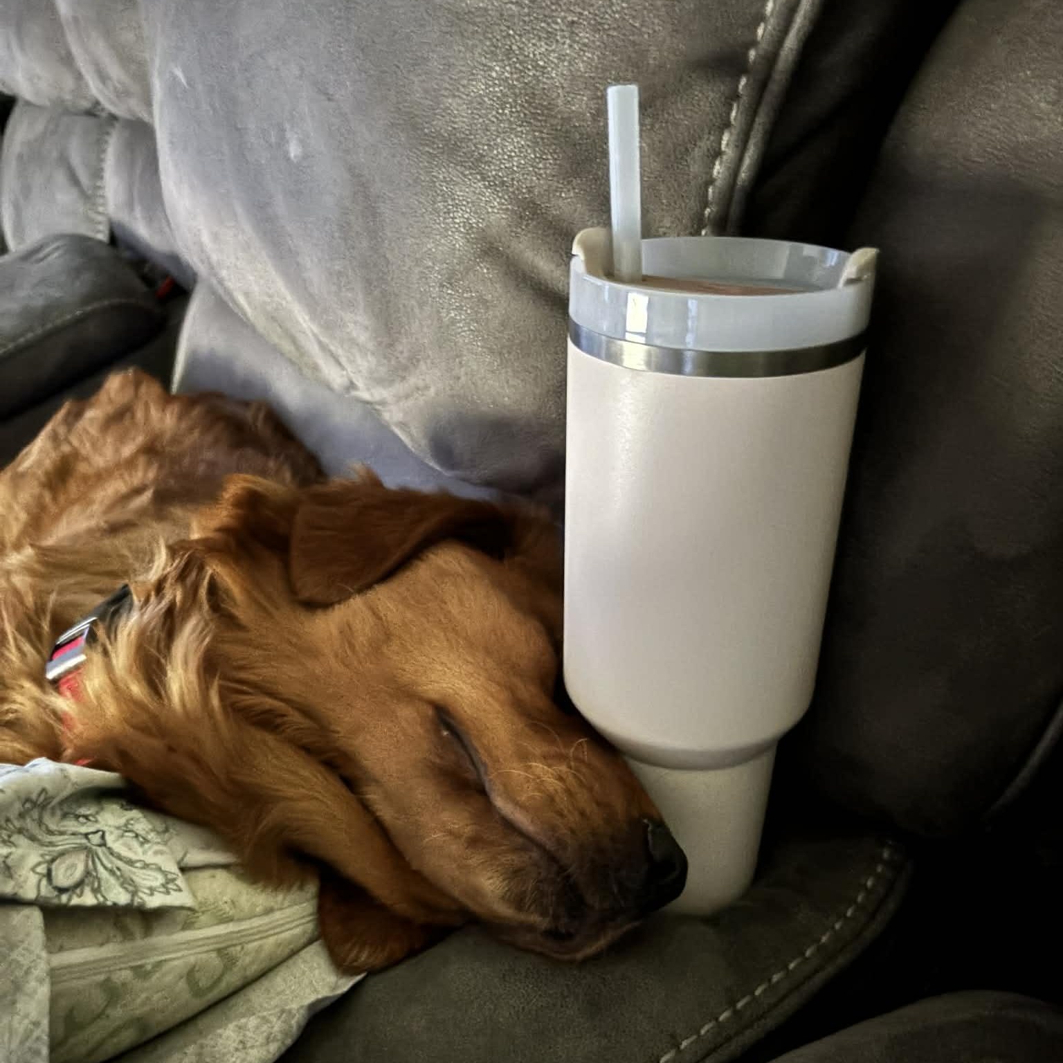 Enlarge Harper, an adopted Golden Retriever in Stafford, NY image 4/6