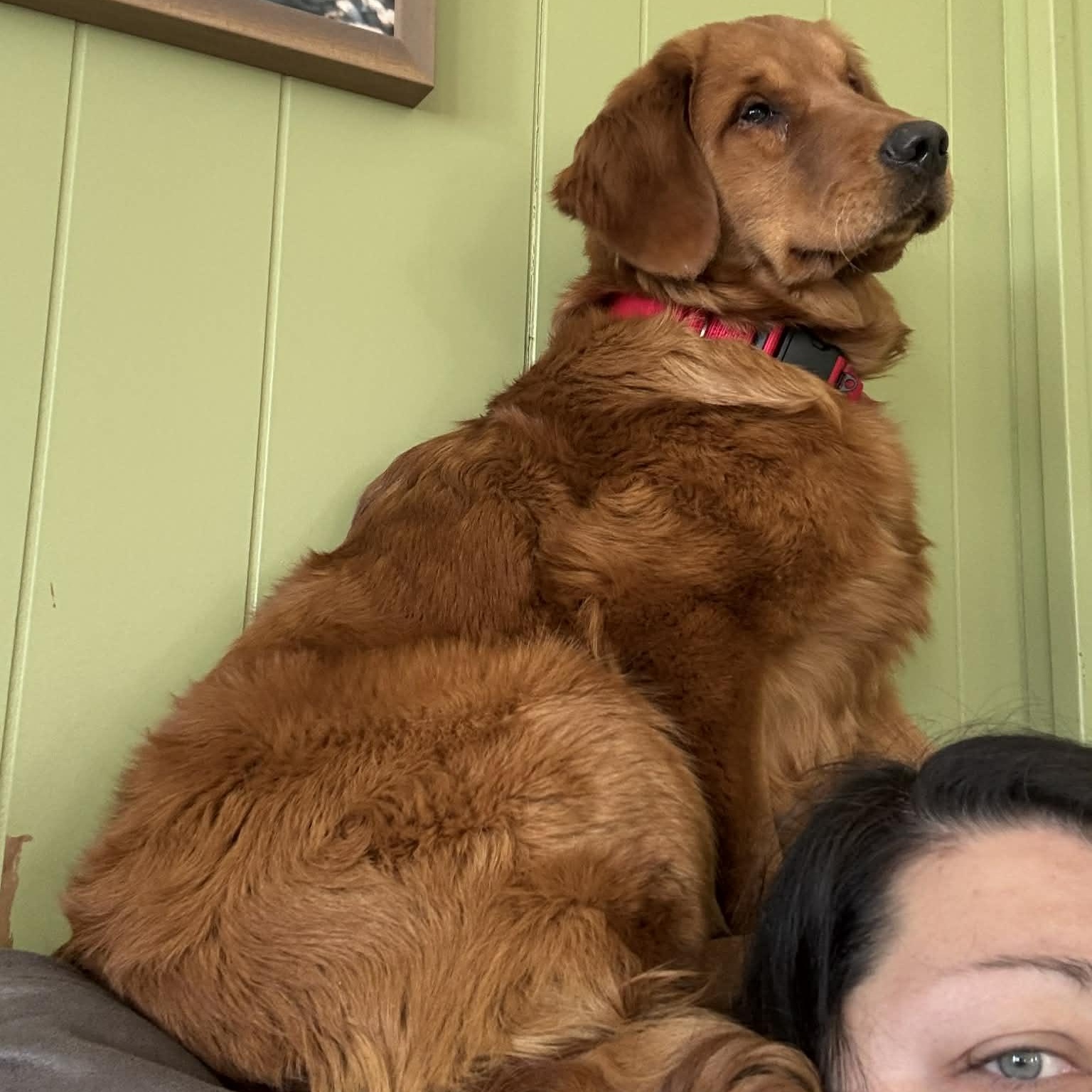 Enlarge Harper, an adopted Golden Retriever in Stafford, NY image 5/6