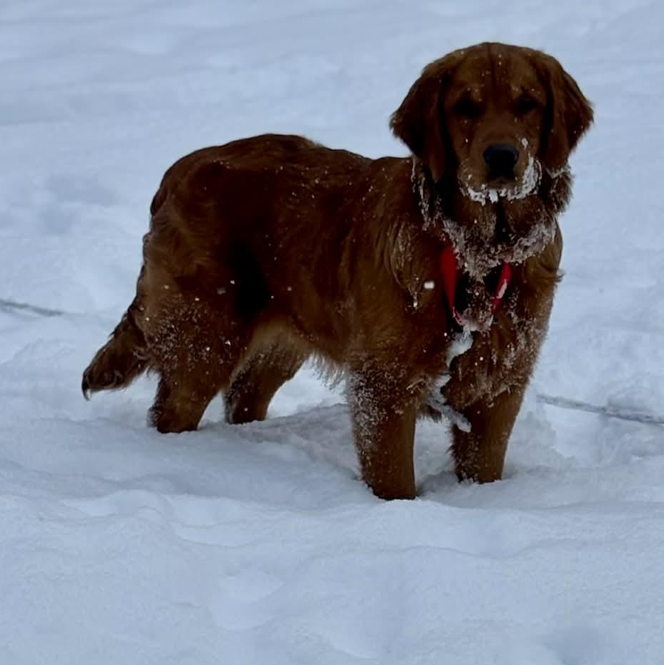 Enlarge Harper, an adopted Golden Retriever in Stafford, NY image 2/6