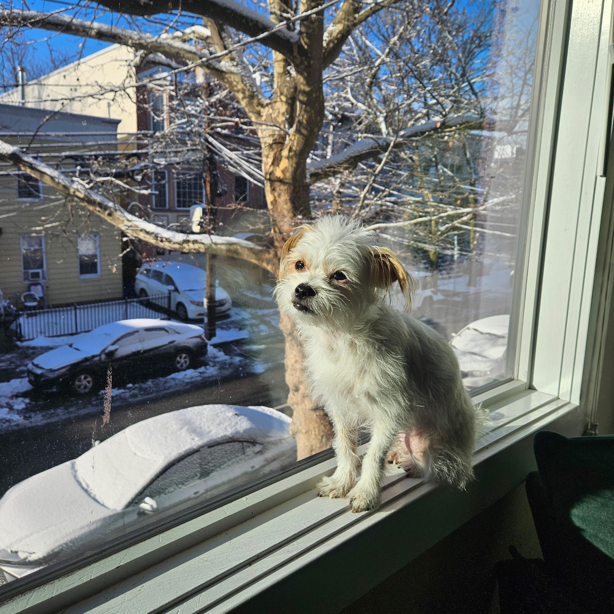 Lulu - COMING SOON! , Adoptable, Young Female Shih Tzu.