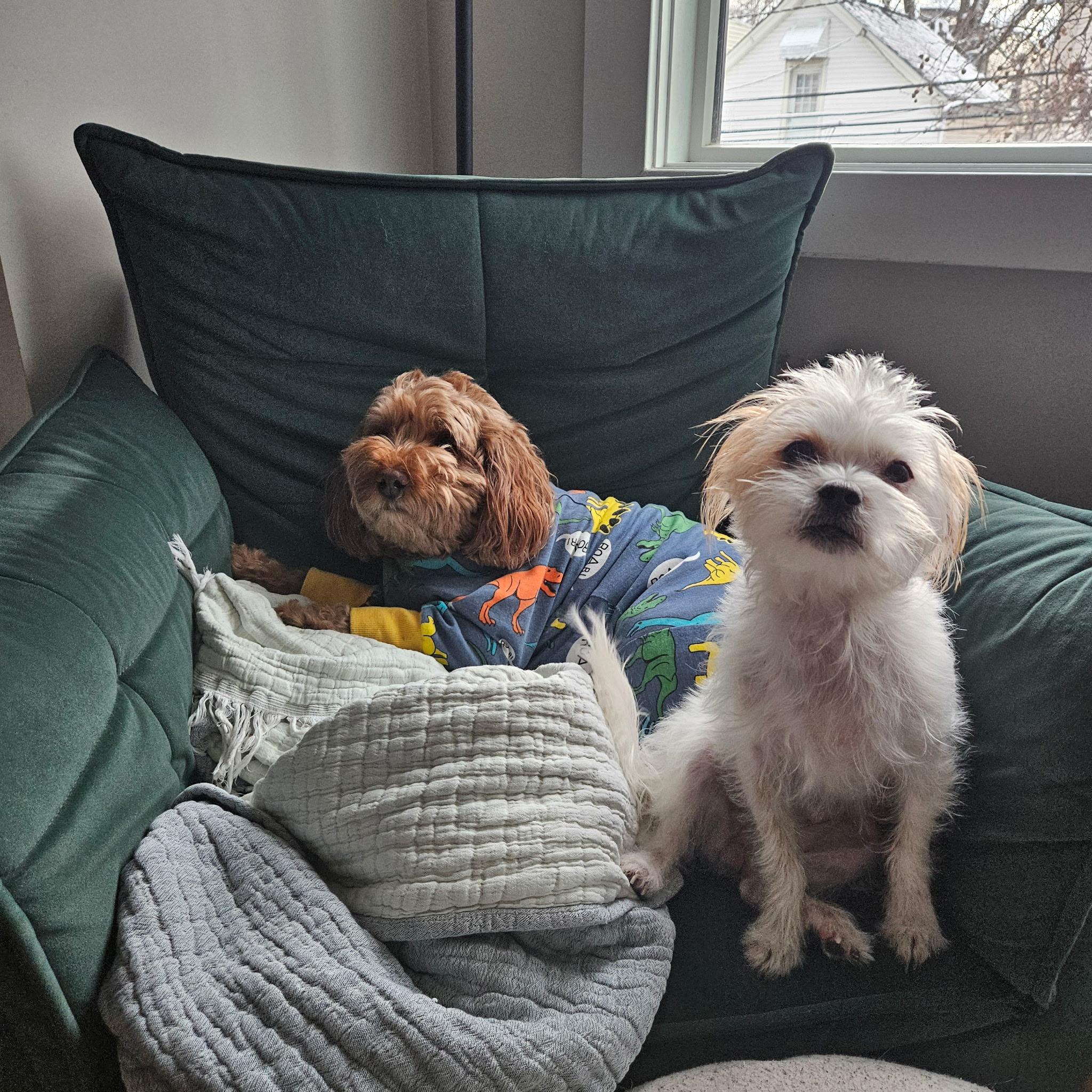 Enlarge Lulu - COMING SOON! , a Adoptable mixed breed in Putnam, CT image 3/5