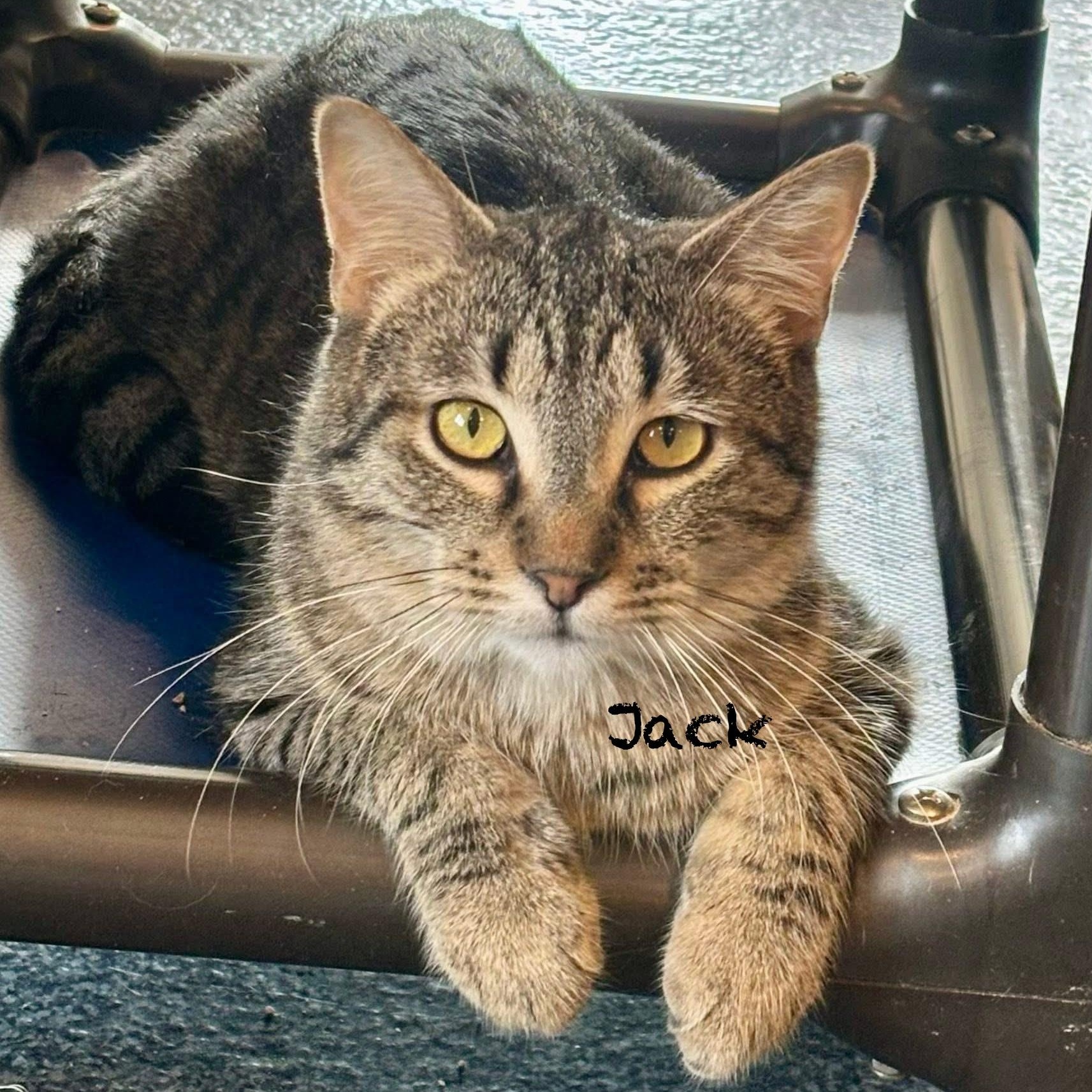 Enlarge Jack, a Adoptable Tabby in Palatine, IL image 6/6