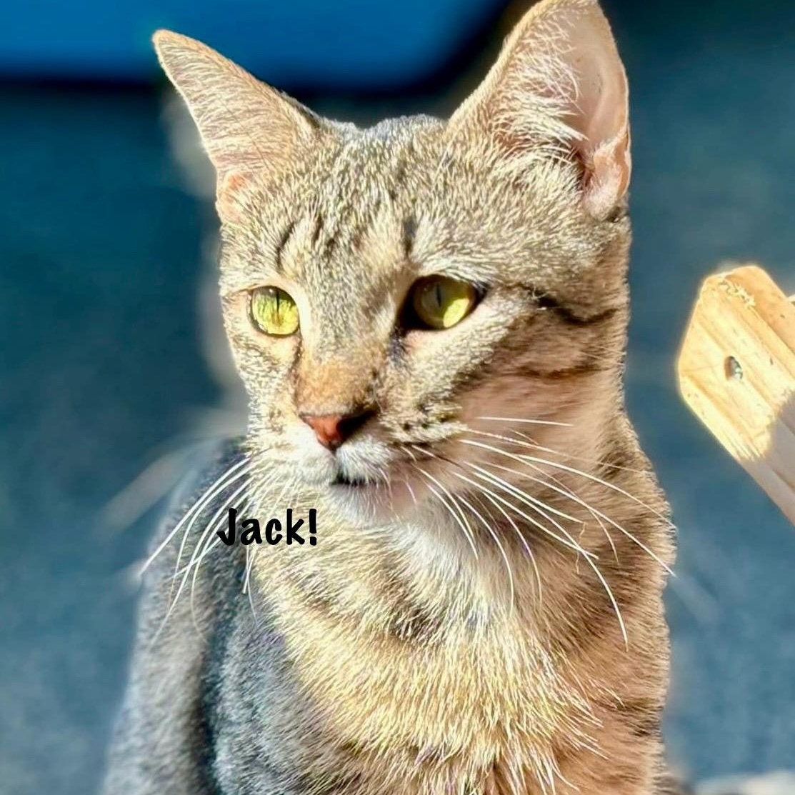 Enlarge Jack, a Adoptable Tabby in Palatine, IL image 1/6