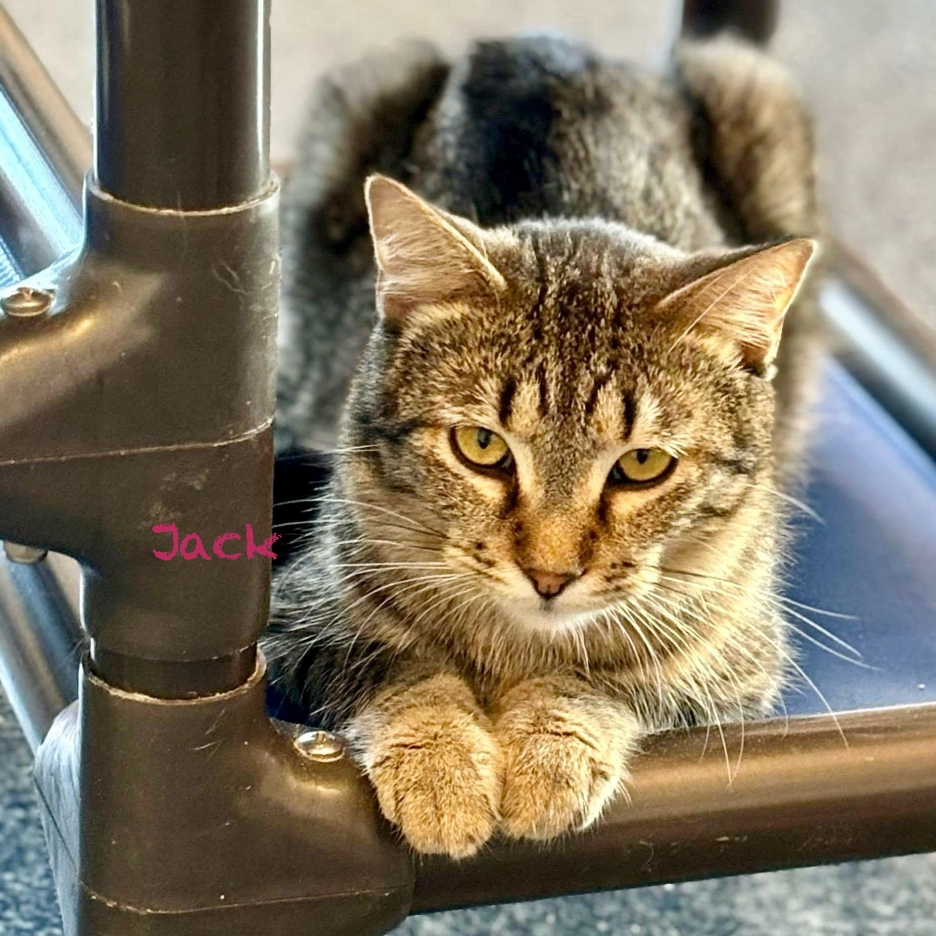 Enlarge Jack, a Adoptable Tabby in Palatine, IL image 2/6