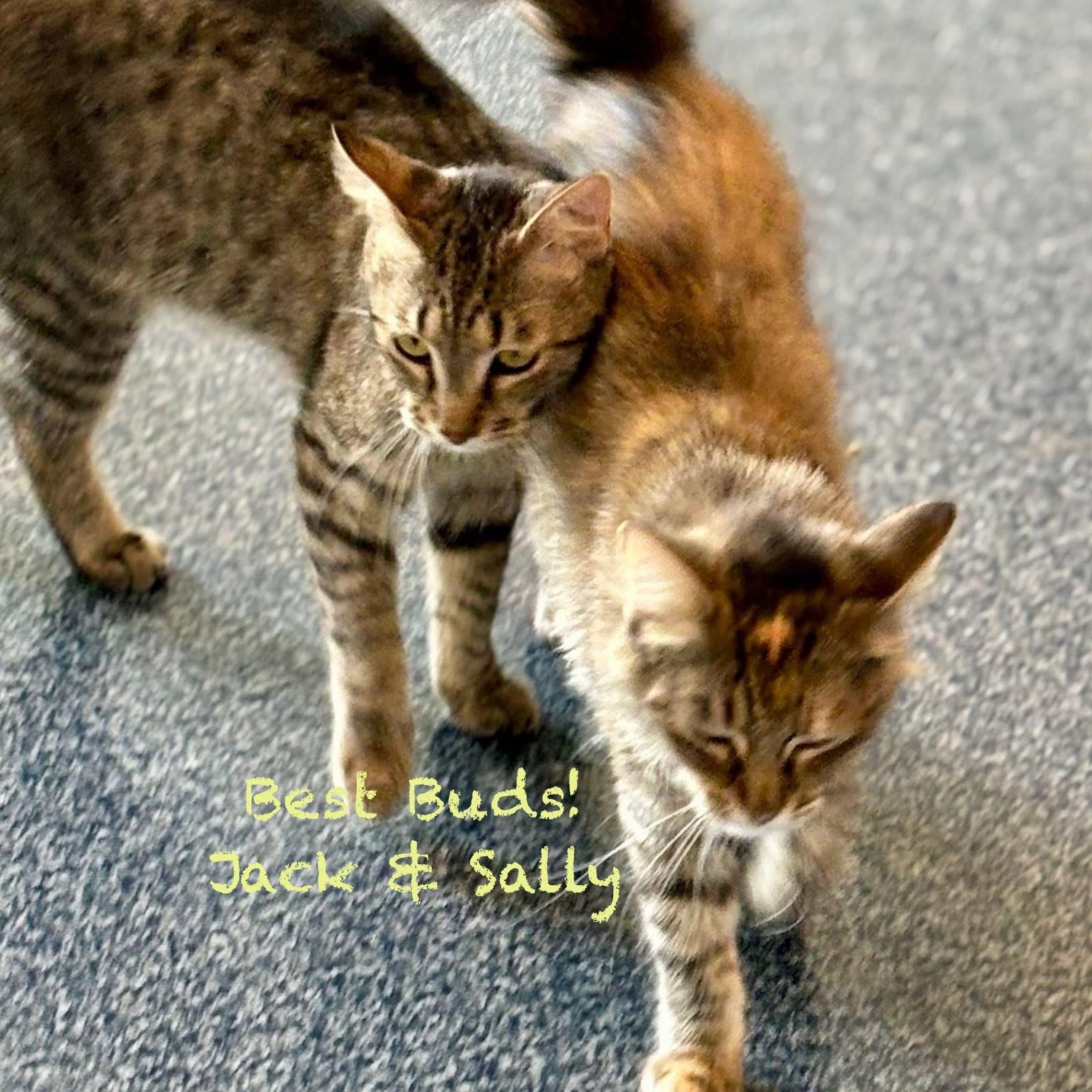 Enlarge Jack, a Adoptable Tabby in Palatine, IL image 3/6