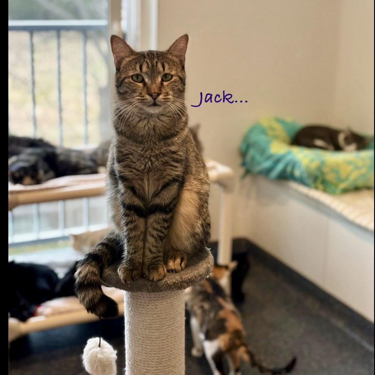 Enlarge Jack, a Adoptable Tabby in Palatine, IL image 4/6