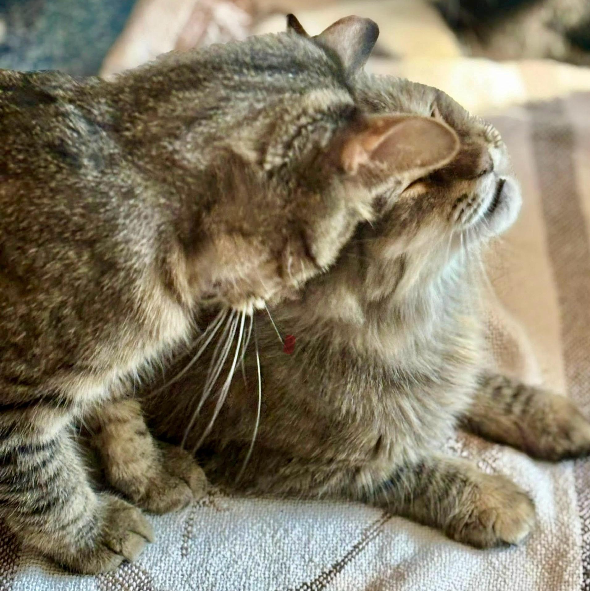 Jack, Adoptable, Young Male Tabby.