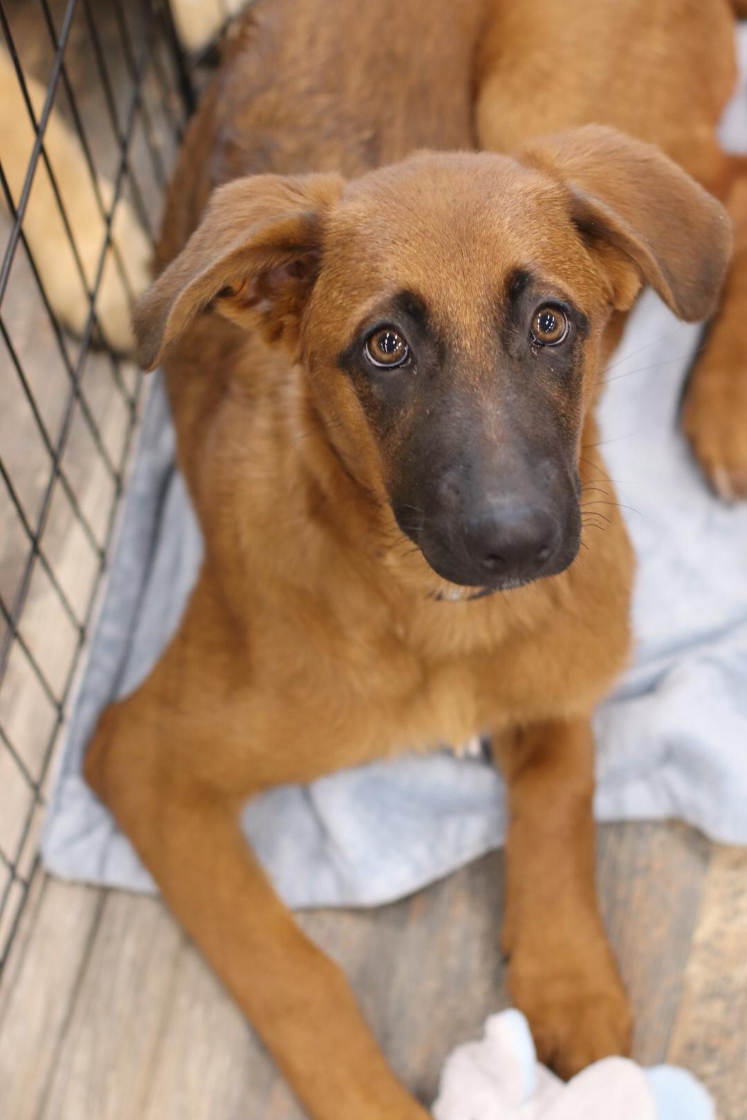 Enlarge Nessarose (Nessie), a Adoptable mixed breed in Steinbach, MB image 1/6