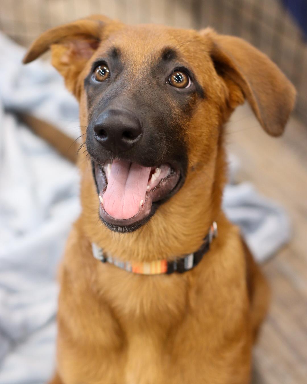 Enlarge Nessarose (Nessie), a Adoptable mixed breed in Steinbach, MB image 2/6