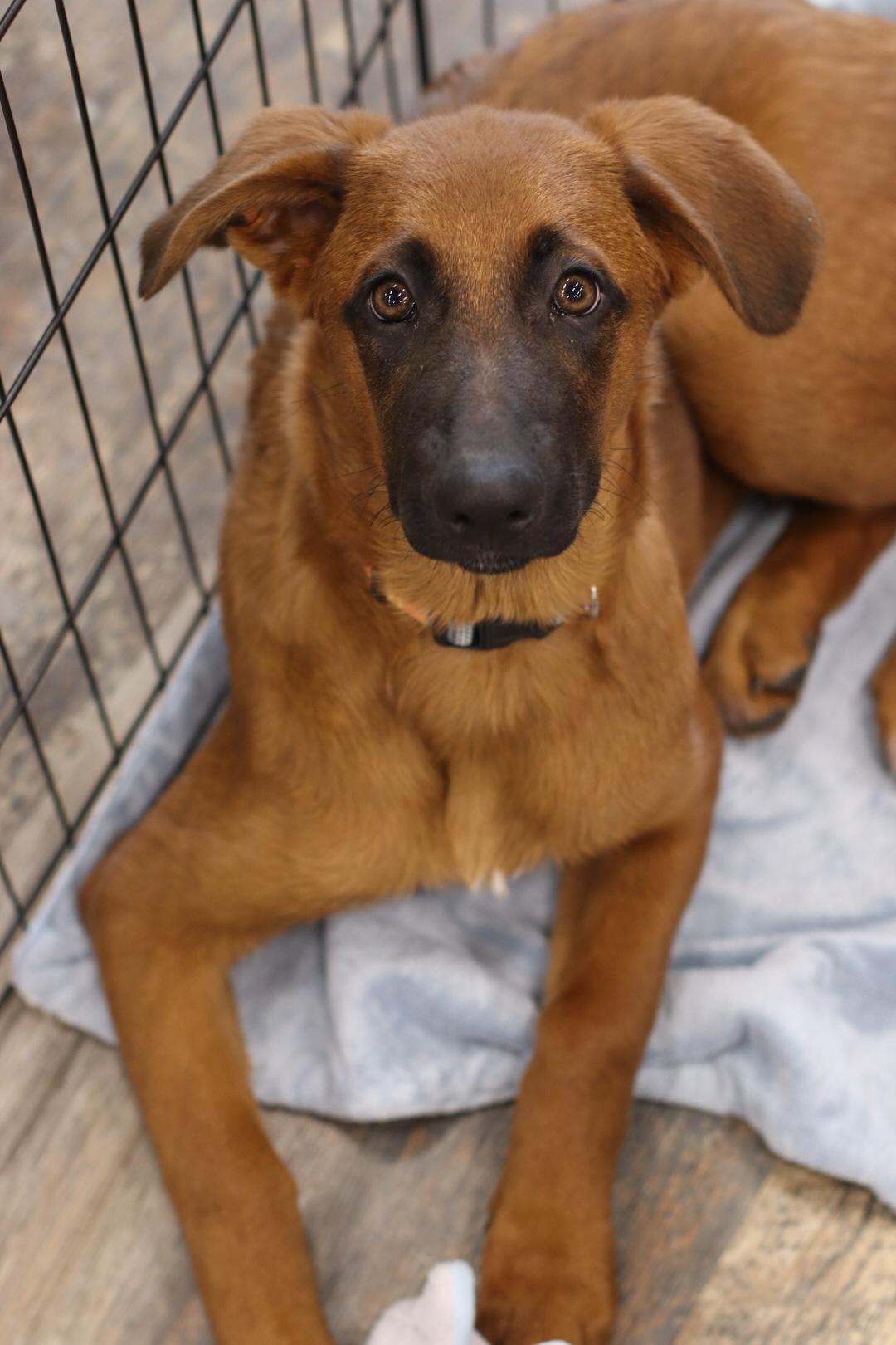 Enlarge Nessarose (Nessie), a Adoptable mixed breed in Steinbach, MB image 3/6