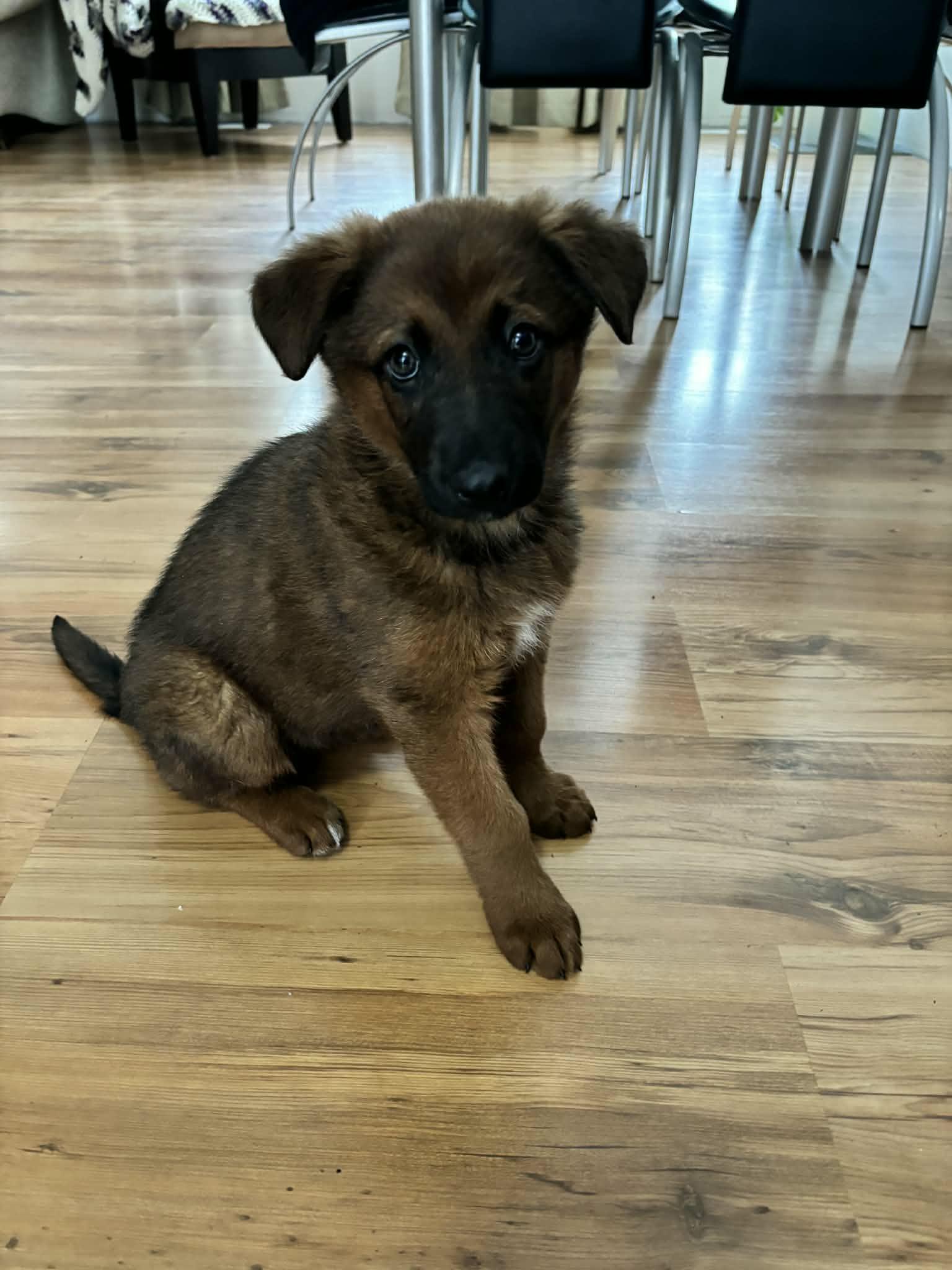 Enlarge Nessarose (Nessie), a Adoptable mixed breed in Steinbach, MB image 4/6