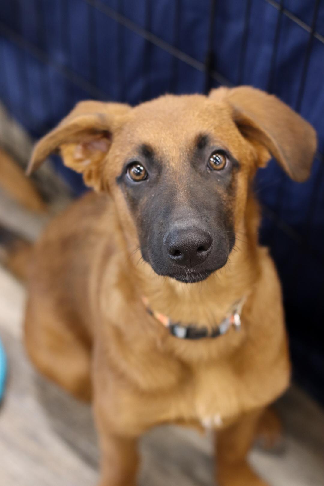 Enlarge Nessarose (Nessie), a Adoptable mixed breed in Steinbach, MB image 6/6