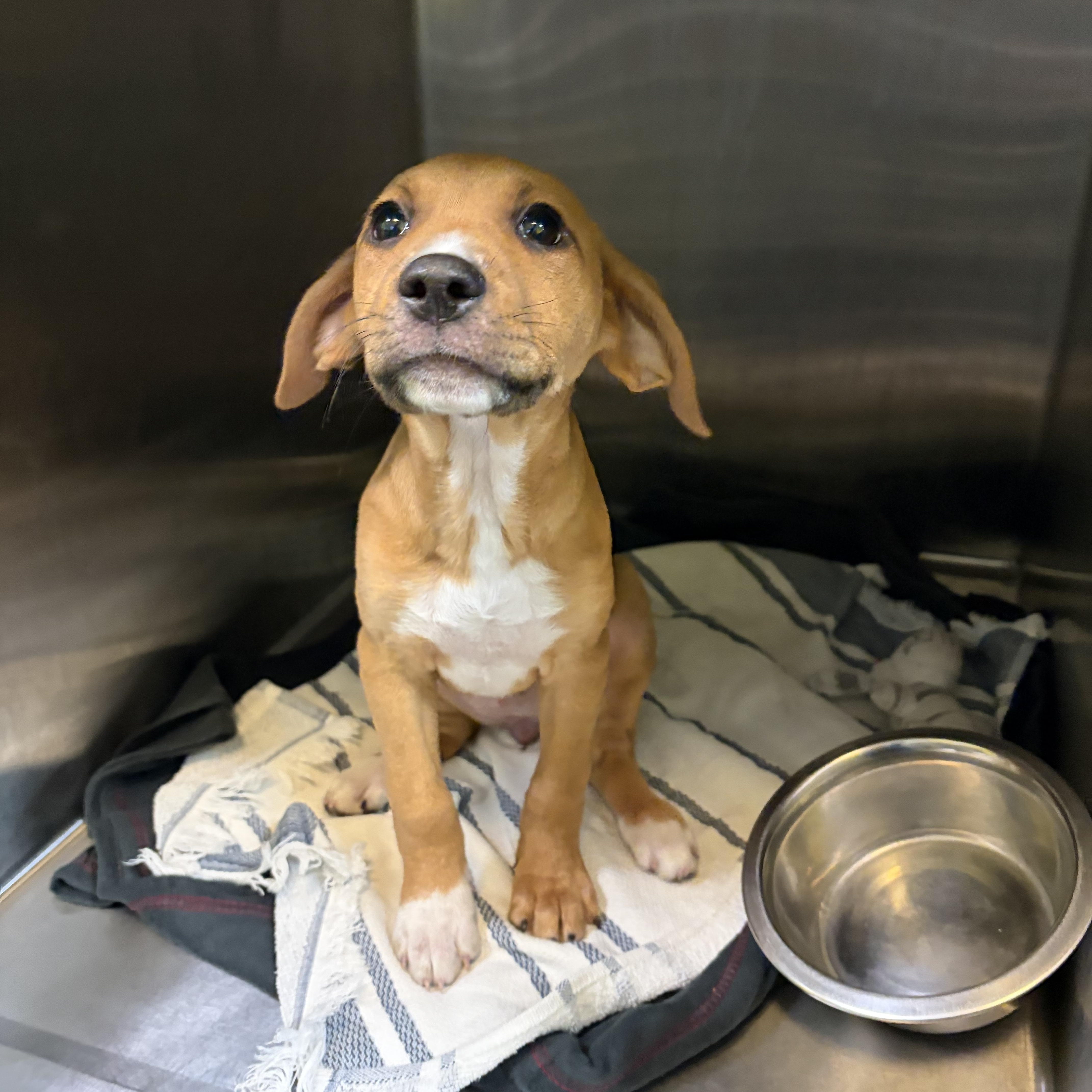Enlarge Canelo, an adopted Mixed Breed in Charleston, SC image 1/1