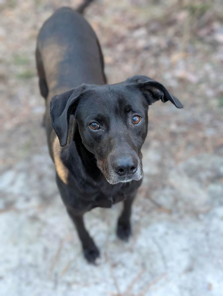 Roxy, a Adoptable mixed breed in Statesboro, GA image 1/4