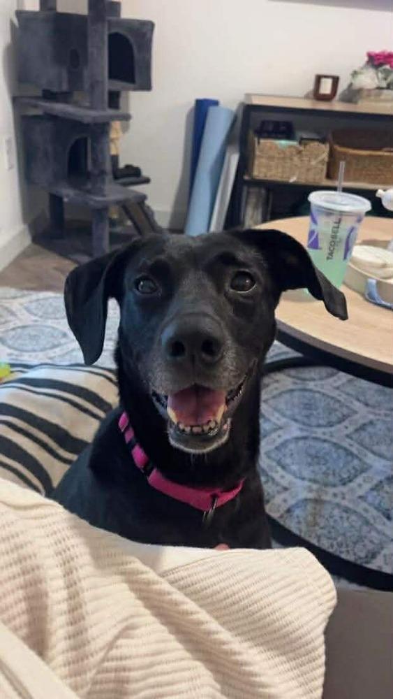 Roxy, a Adoptable mixed breed in Statesboro, GA image 2/4