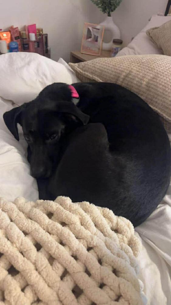 Roxy, a Adoptable mixed breed in Statesboro, GA image 3/4