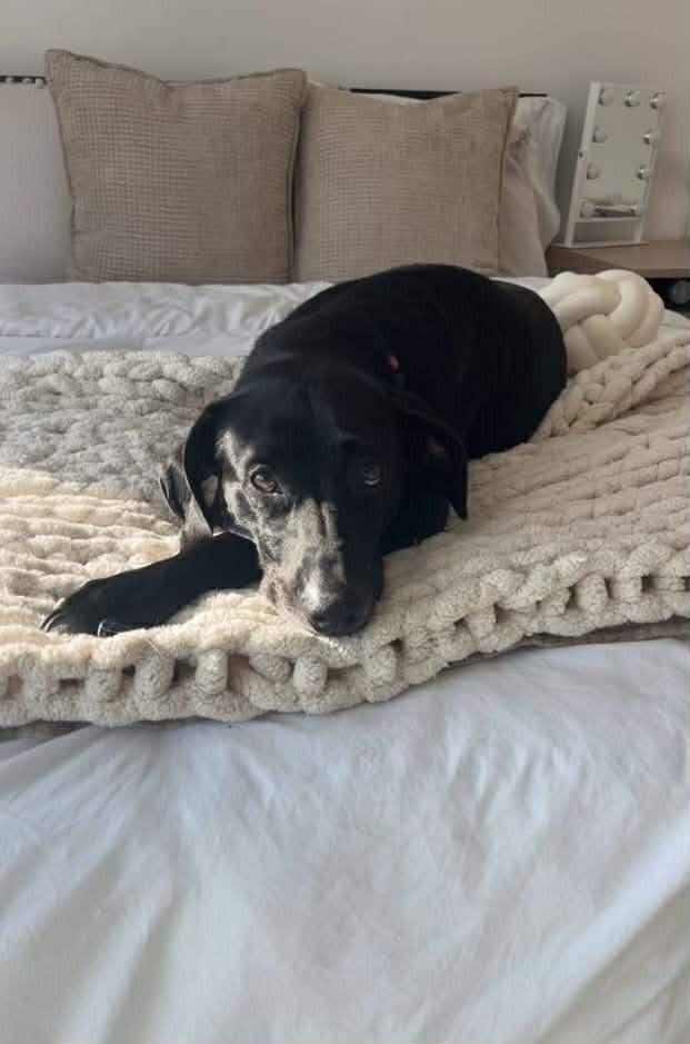 Roxy, a Adoptable mixed breed in Statesboro, GA image 4/4