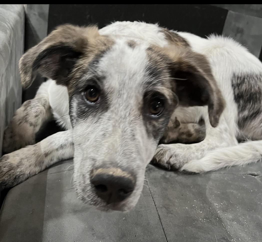 Lego, a ADOPTABLE Mixed Breed in Maineville, OH image 2/2