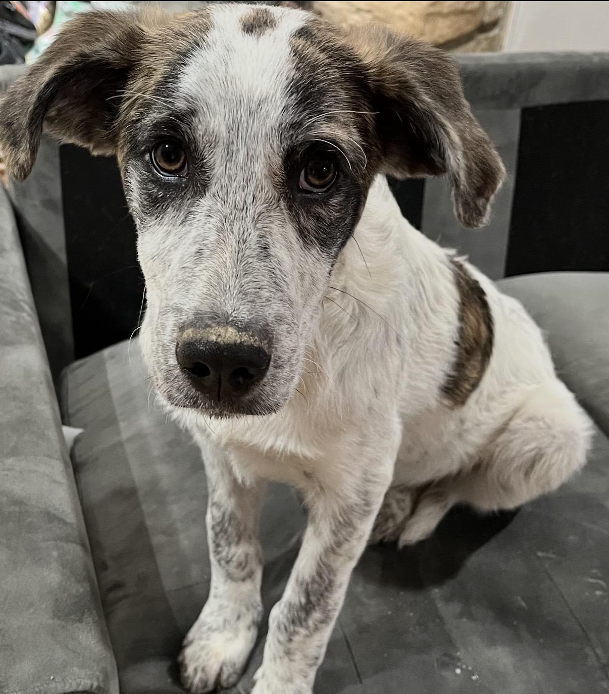 Lego, a ADOPTABLE Mixed Breed in Maineville, OH image 1/2
