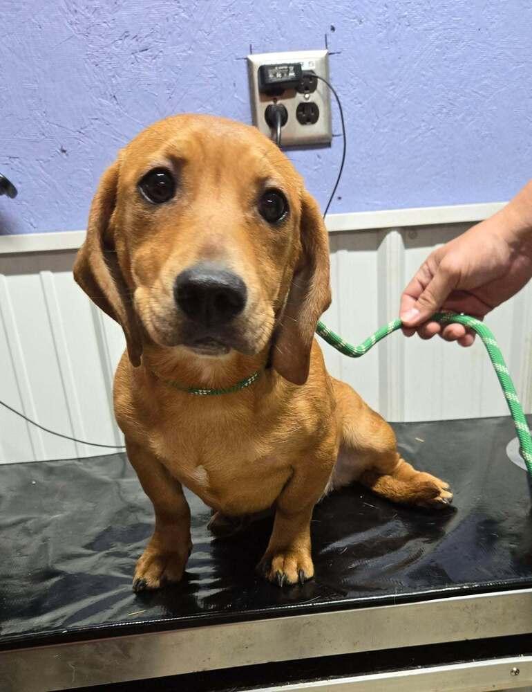 Rosemary, Adoptable, Young Female Dachshund.