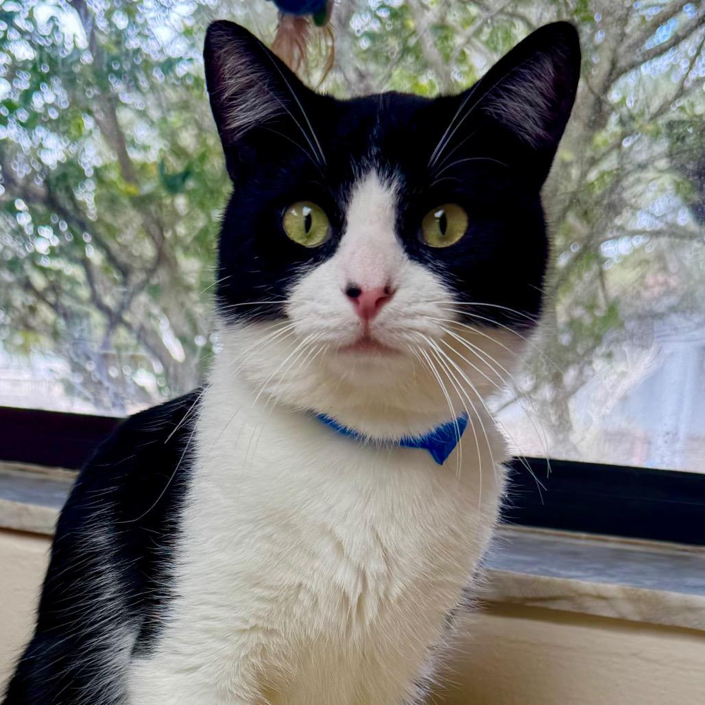 Popcorn, Adoptable, Young Male Domestic Short Hair.