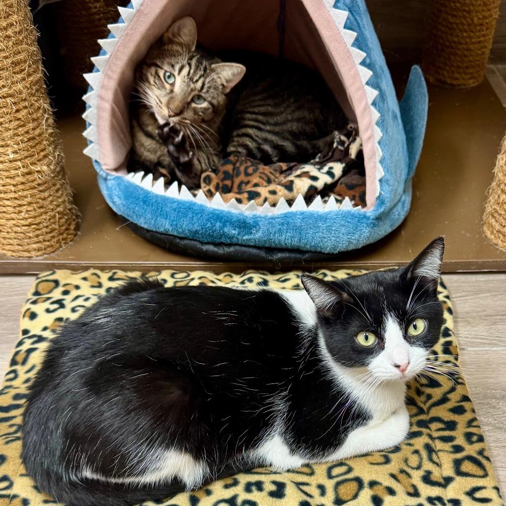 Popcorn — thumbnail 2