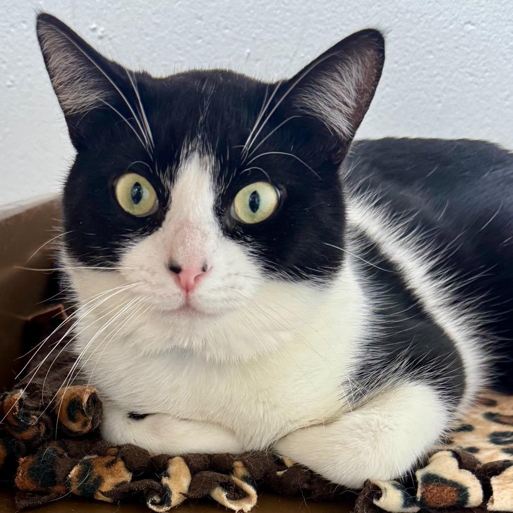 Enlarge Popcorn, a Adoptable Domestic Short Hair in Lakeland, FL image 3/4