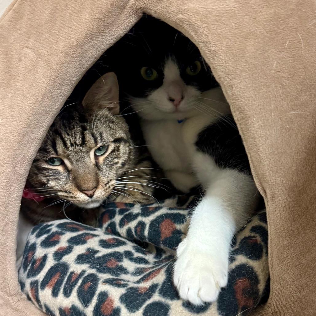 Enlarge Popcorn, a Adoptable Domestic Short Hair in Lakeland, FL image 4/4