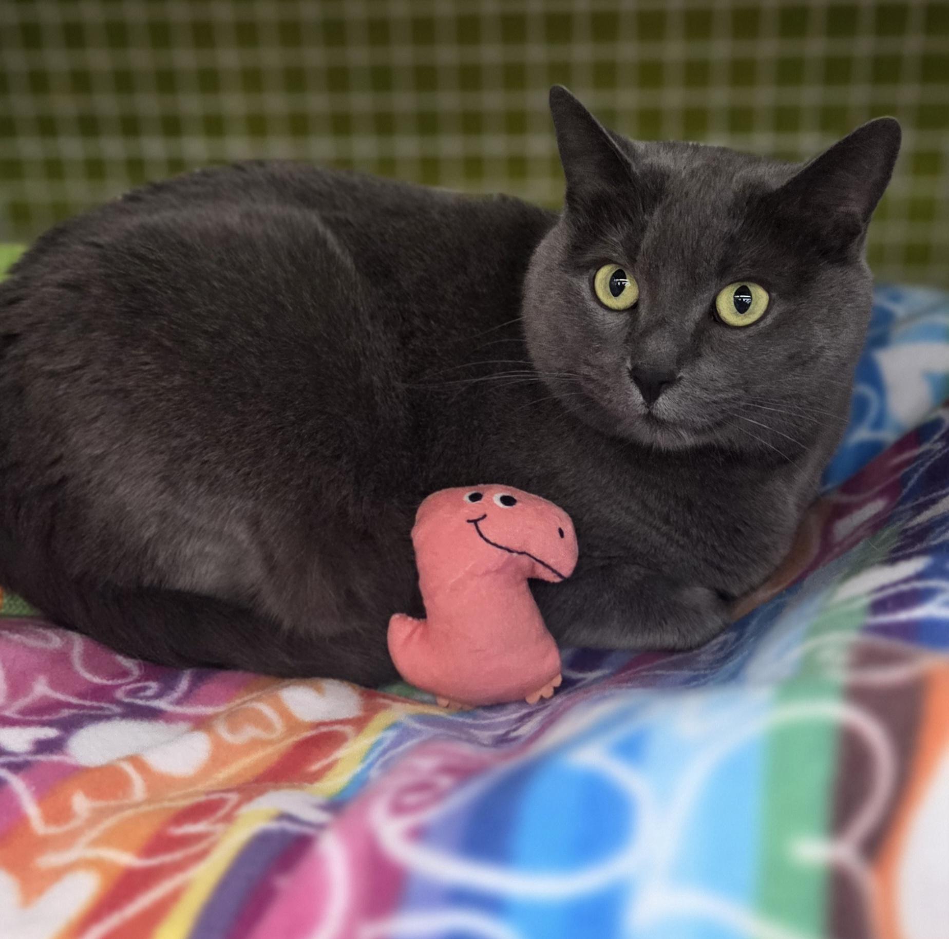 Enlarge Moon, an adopted Domestic Short Hair in Brighton, MI image 1/5