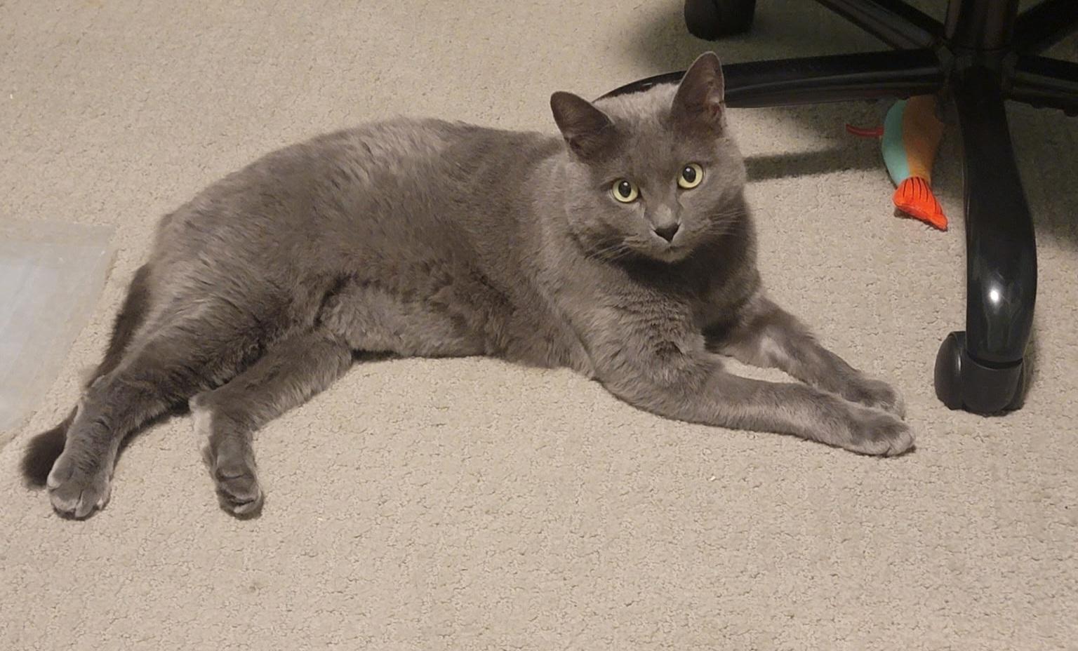 Moon, a Adoptable Domestic Short Hair in Brighton, MI image 1/5