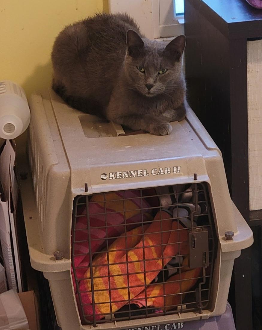 Moon, a Adoptable Domestic Short Hair in Brighton, MI image 2/5