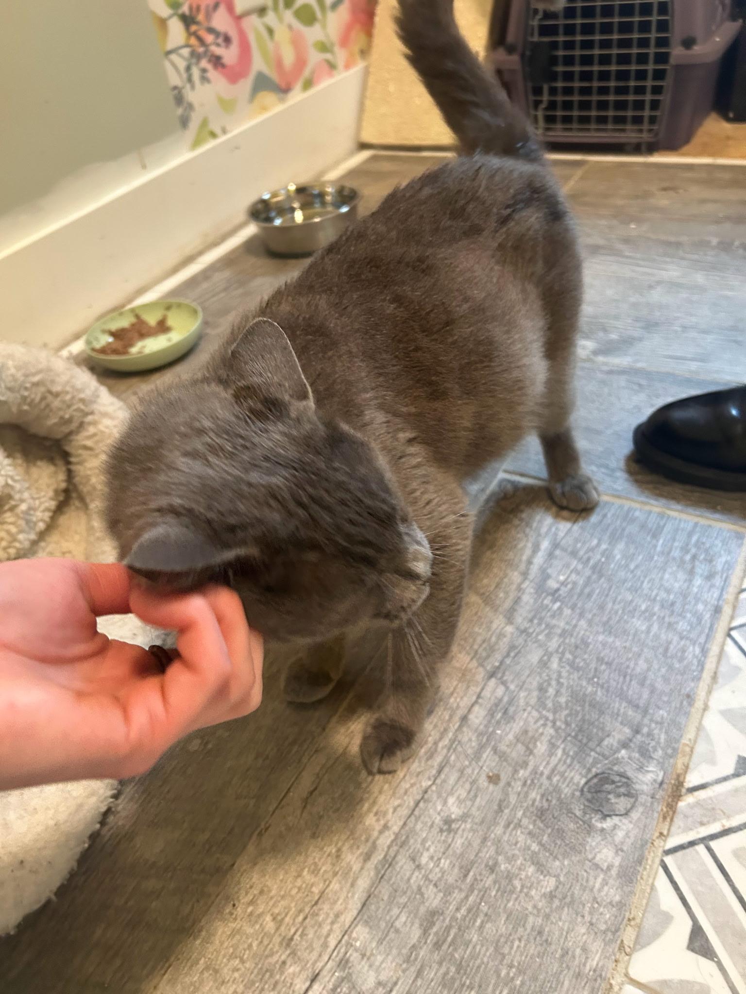 Moon, a Adoptable Domestic Short Hair in Brighton, MI image 4/5