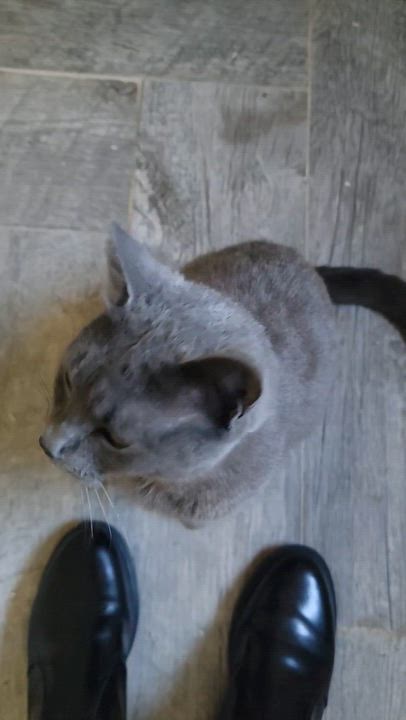 Enlarge Moon, a Adoptable Domestic Short Hair in Brighton, MI video 5/5