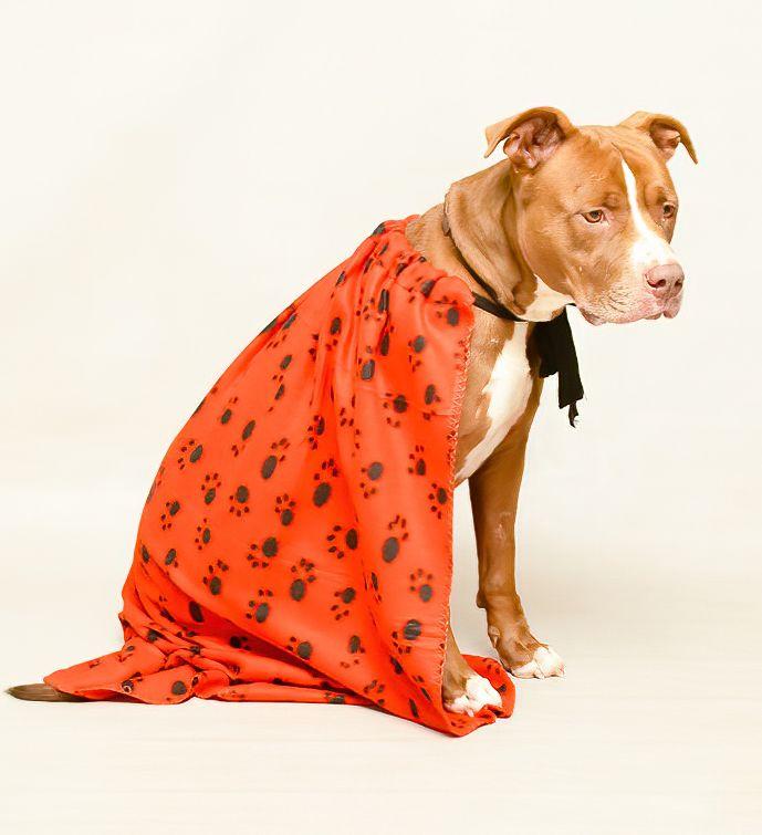 Enlarge Logan, a Adoptable mixed breed in Sanford, FL image 3/3