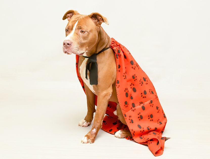 Enlarge Logan, a Adoptable mixed breed in Sanford, FL image 2/3